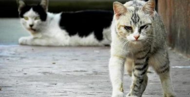 اصابة قطة فيروس كورونا اسبانيا