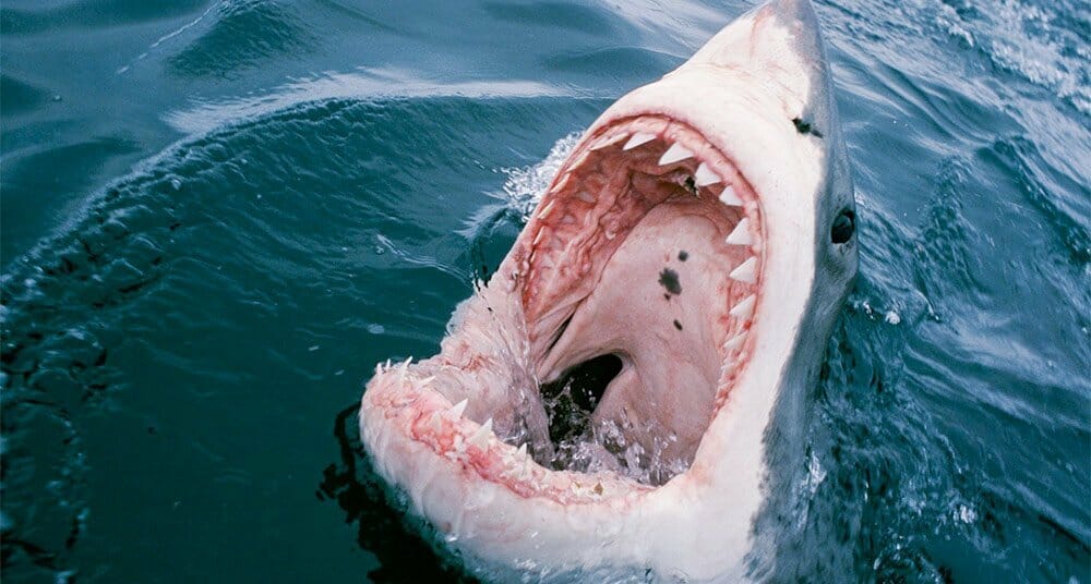 حيوان القرش يهاجم طفلا اسبانيا