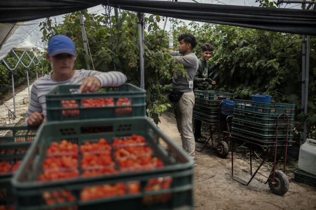 تراخيص إقامة الشباب المهاجرين