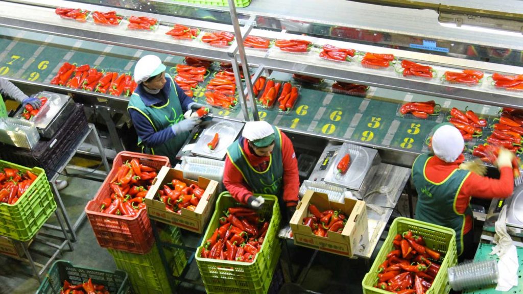 مصنع جديد الخضر والفواكه