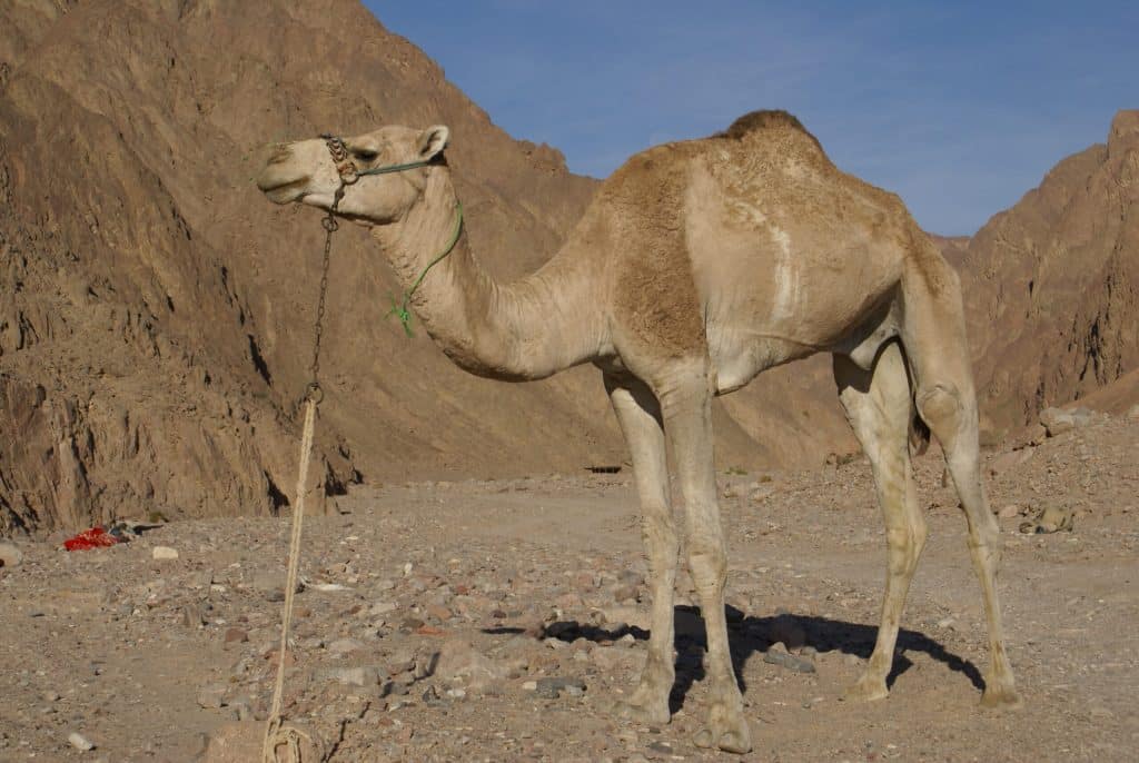 Camelus dromedarius on Sinai scaled 1