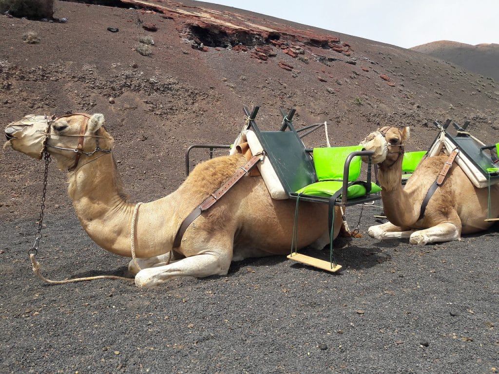 الإبل العربية