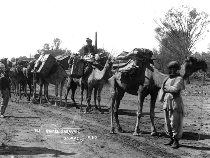 camellos en australia 6918 1