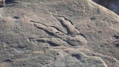 آثار أقدام ديناصور