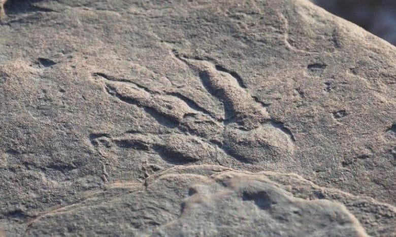 آثار أقدام ديناصور