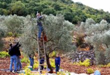 حصاد الزيتون