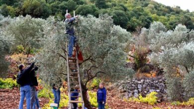 حصاد الزيتون