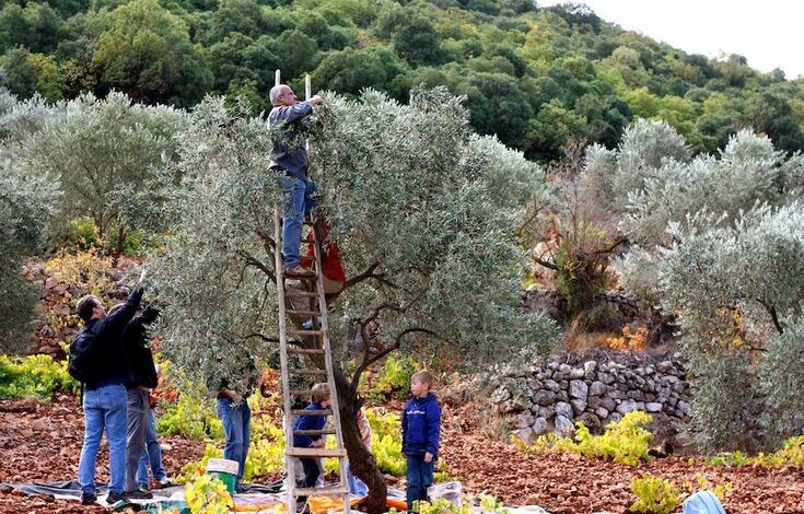 حصاد الزيتون