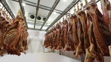 تصدير اللحوم من إسبانيا