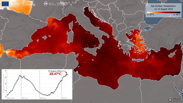 درجة حرارة سطح البحر الأبيض المتوسط