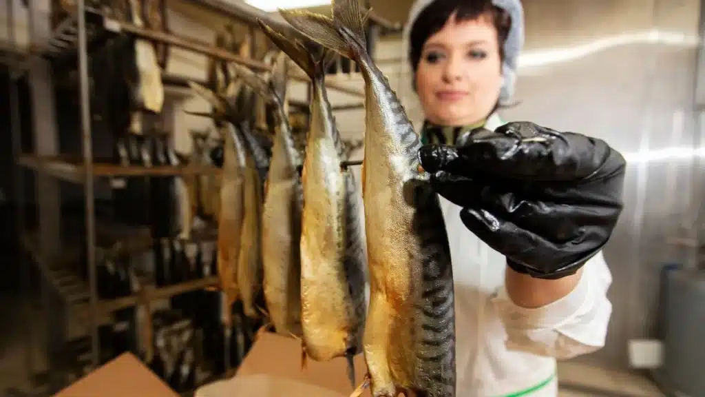 مصنع أسماك يبحث عن عمال