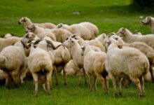 تربية الماشية في إسبانيا