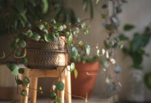 الإضاءة والري والتقليم: ما يجب فعله لجعل نباتاتك تنمو وتزهر في الربيع