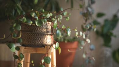 الإضاءة والري والتقليم: ما يجب فعله لجعل نباتاتك تنمو وتزهر في الربيع