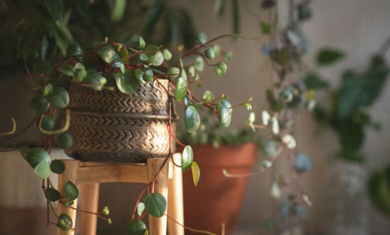 الإضاءة والري والتقليم: ما يجب فعله لجعل نباتاتك تنمو وتزهر في الربيع