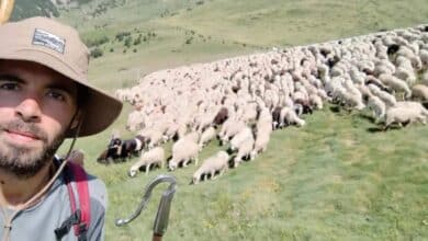 فرصة عمل في إسبانيا: 2000 يورو شهريًا لرعاية الأغنام في جبال البرانس