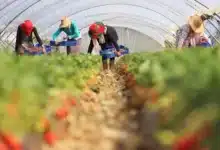 العاملات المهاجرات في حقول إسبانيا