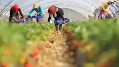 العاملات المهاجرات في حقول إسبانيا